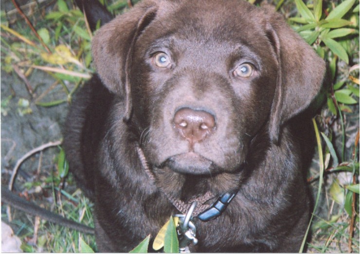 Hugo - 12 wks - outside.jpg